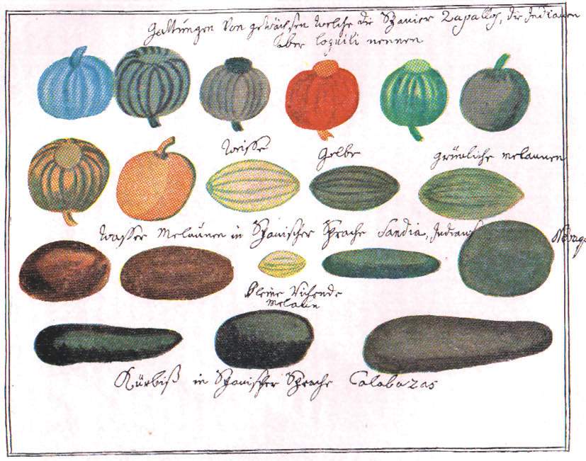Zapallo, melones y sandías. Florián Paucke