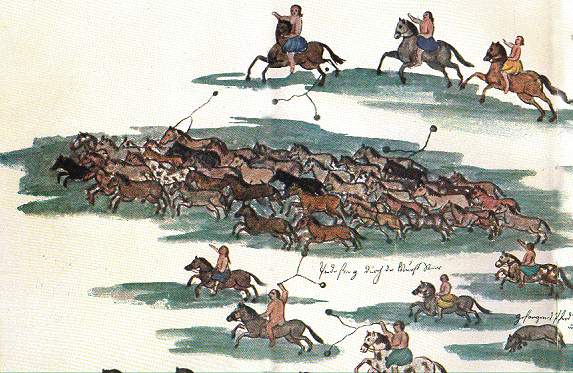 El ganado cimarrón. Florián Paucke